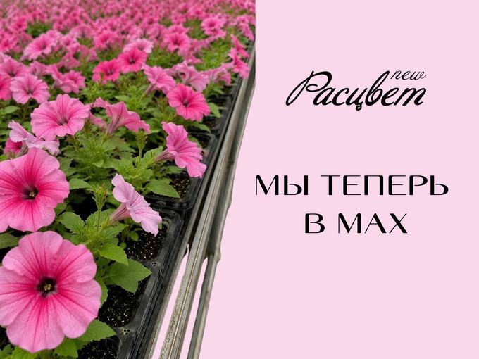 🫶МЫ ТЕПЕРЬ В MAX