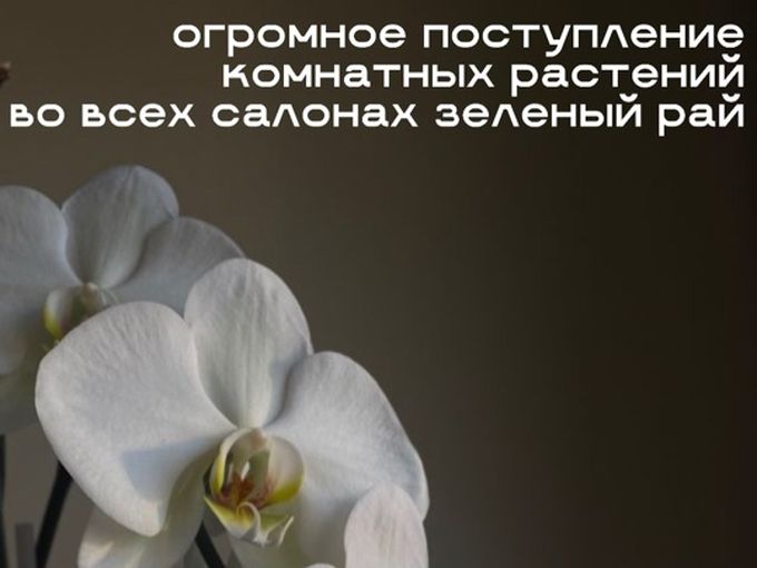 ОГРОМНОЕ ПОСТУПЛЕНИЕ В ЗЕЛЕНЫЙ РАЙ