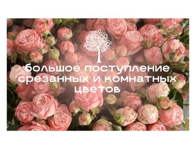 БОЛЬШОЕ ПОСТУПЛЕНИЕ ЦВЕТОВ