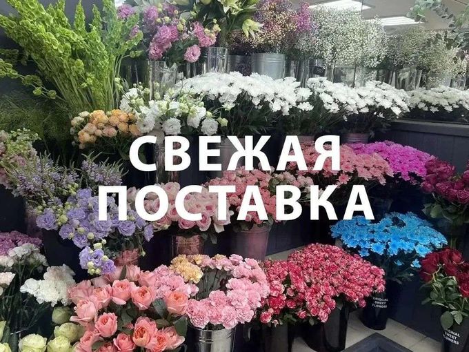 СВЕЖЕЕ ПОСТУПЛЕНИЕ