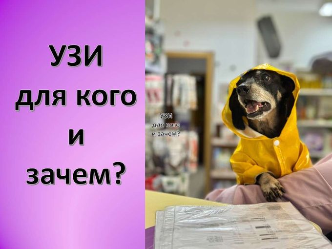 Диагностика для питомцев💜