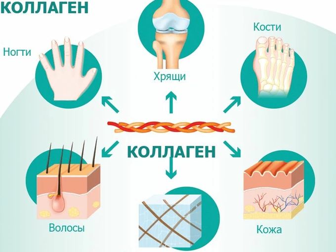 Коллаген: почему он нужен? 🧬