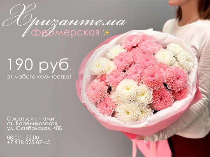 💥 Хризантема 190 рублей!