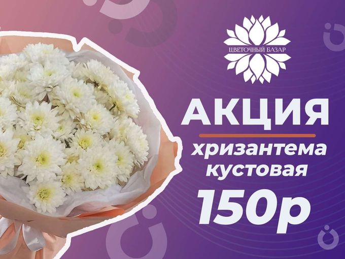 Акция! Кустовая хризантема 150р 🎉🌺