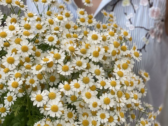 🌸8 июля День Семьи Любви и Верности🌸