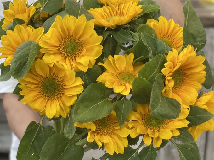 Свежие 🌻по супер цене 🔥