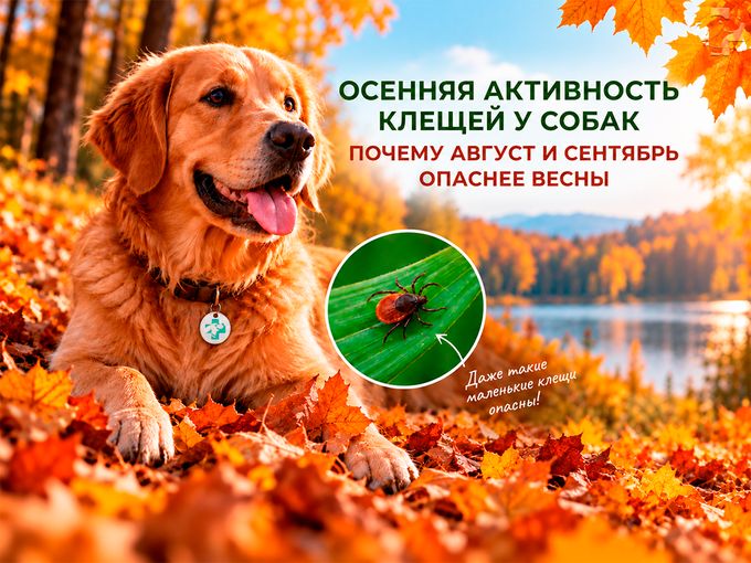Осенняя активность клещей у собак.