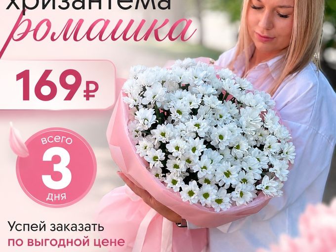 Акция Хризантема лето
