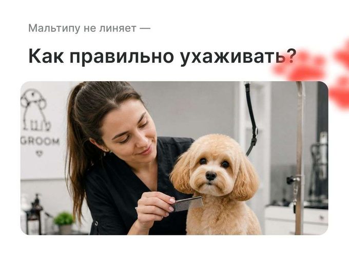 Уход за шерстью мальтипу: советы грумера