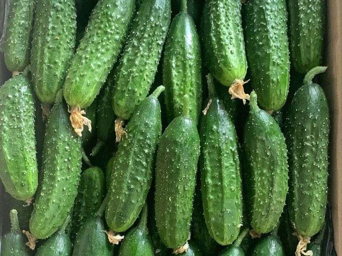 FREE 0.5 KG SPIKY CUCCUMBER