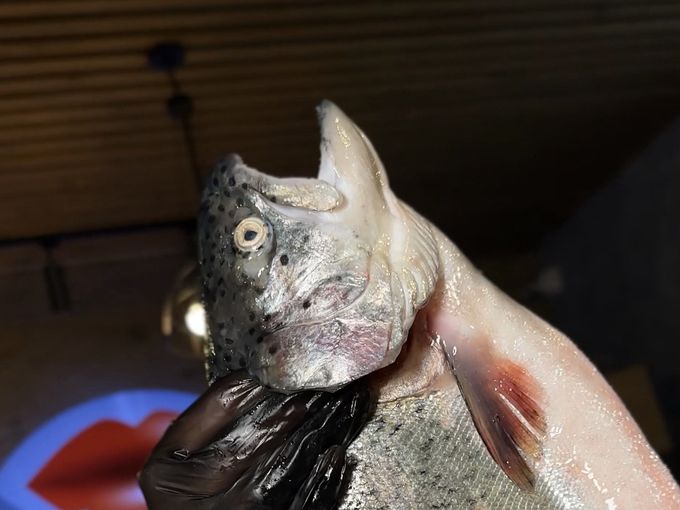 СРОЧНЫЙ СБОР ЗАКАЗА НА ФОРЕЛЬ🐟