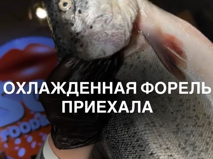 ПОЛУЧИЛИ ОХЛАЖДЕННУЮ ФОРЕЛЬ⚡️⚡️⚡️