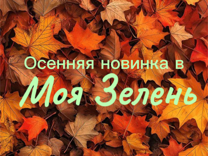 Новый сорт БАЗИЛИКА🌱