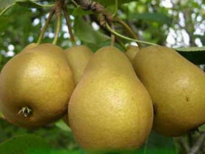 🍐ГРУШИ - саженцы для ВАШЕГО САДА