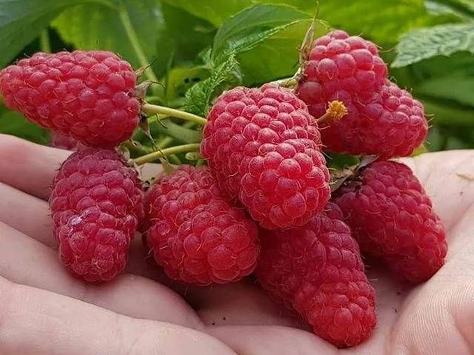 🔴🌿МАЛИНА - саженцы на ВЕСНУ