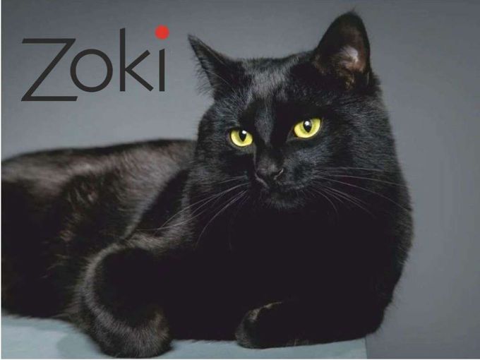 Дарим 1000 бонусов от партнера - Zoki😻