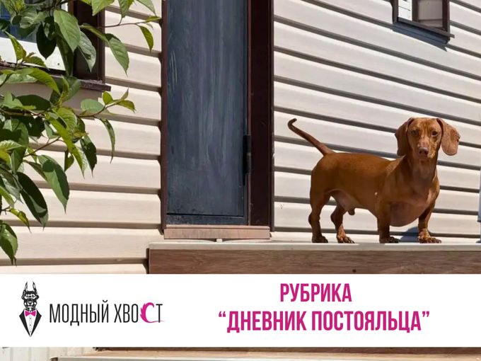 🐾 Рубрика «ДНЕВНИК ПОСТОЯЛЬЦА»