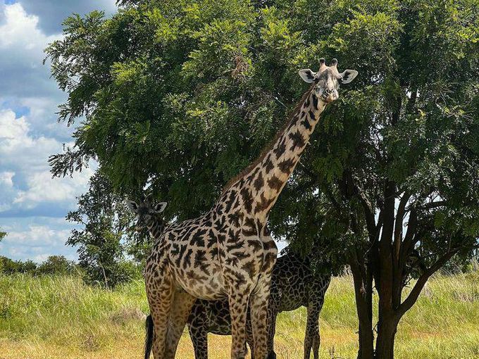 Зоопарк «Сафари» во Вьетнаме 🦒