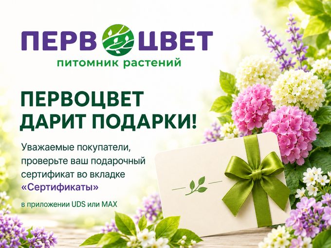 Первоцвет дарит подарки! 🎁