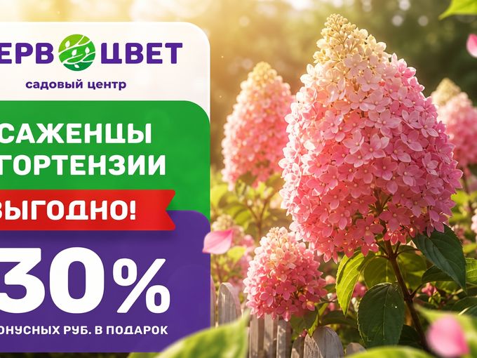 Гортензии мечты + 30% бонусами!