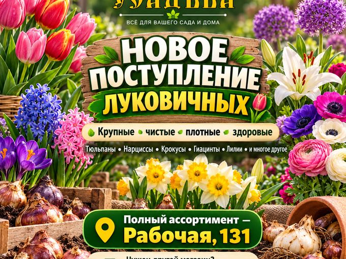 🌷 НОВОЕ ПОСТУПЛЕНИЕ ЛУКОВИЧНЫХ 🌷