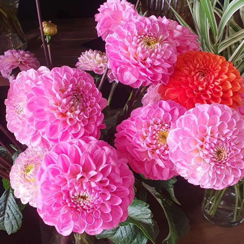 LILI FLOWERS