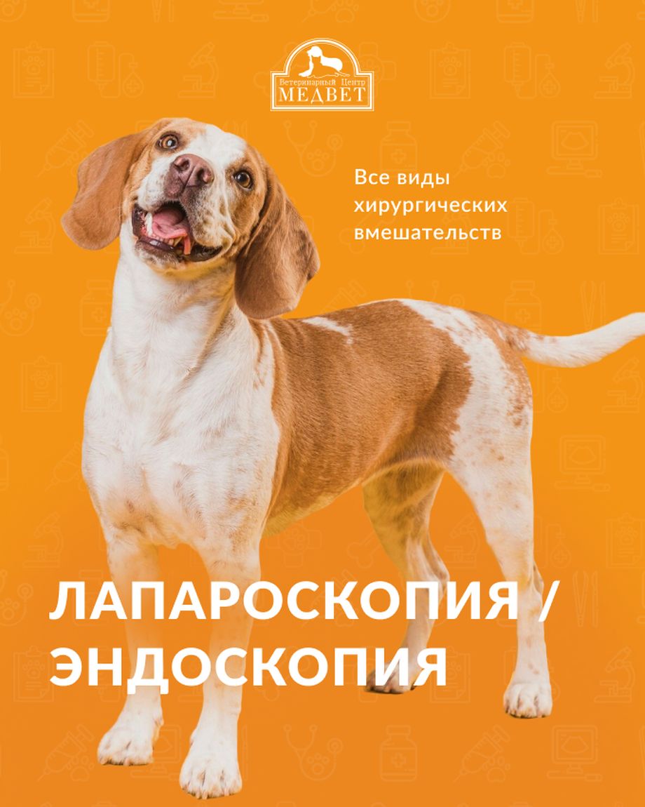 МЕДВЕТ