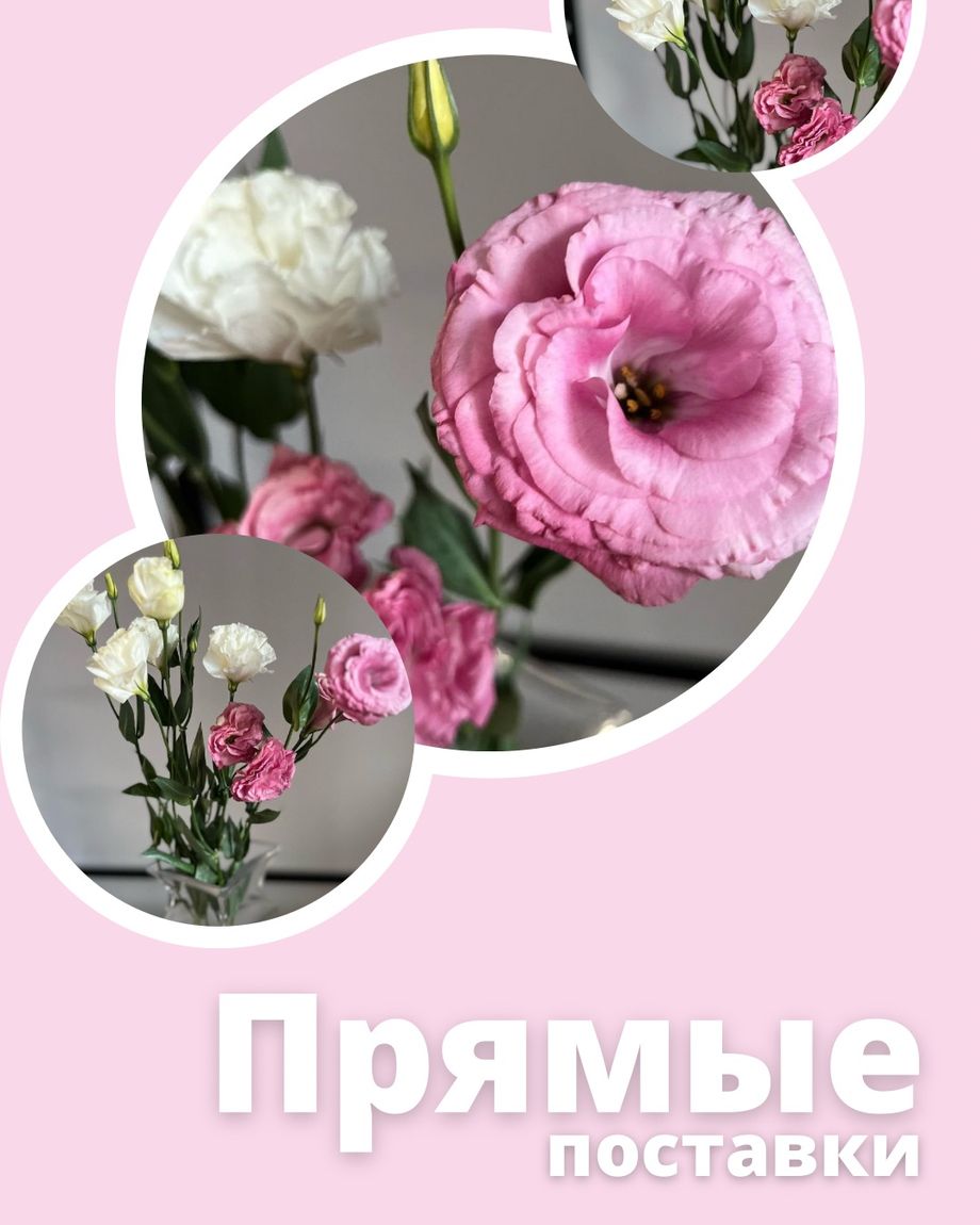 New Расцвет