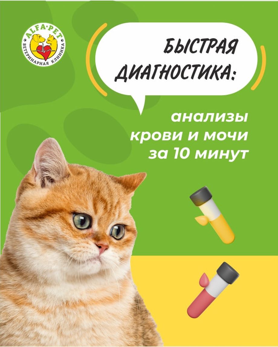 Альфа-Вет
