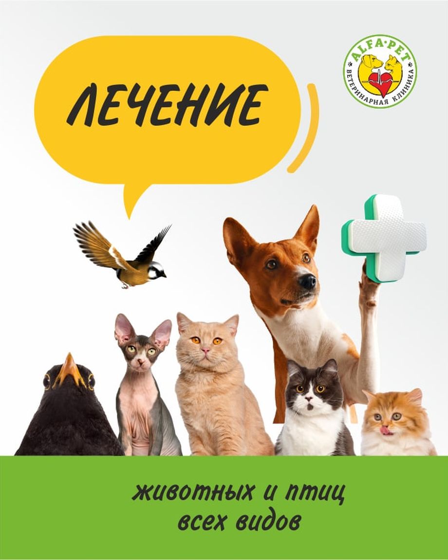 Альфа-Вет