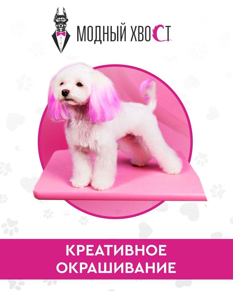Модный Хвост