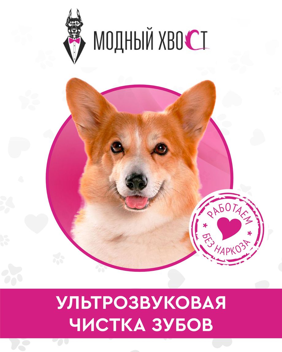 Модный Хвост