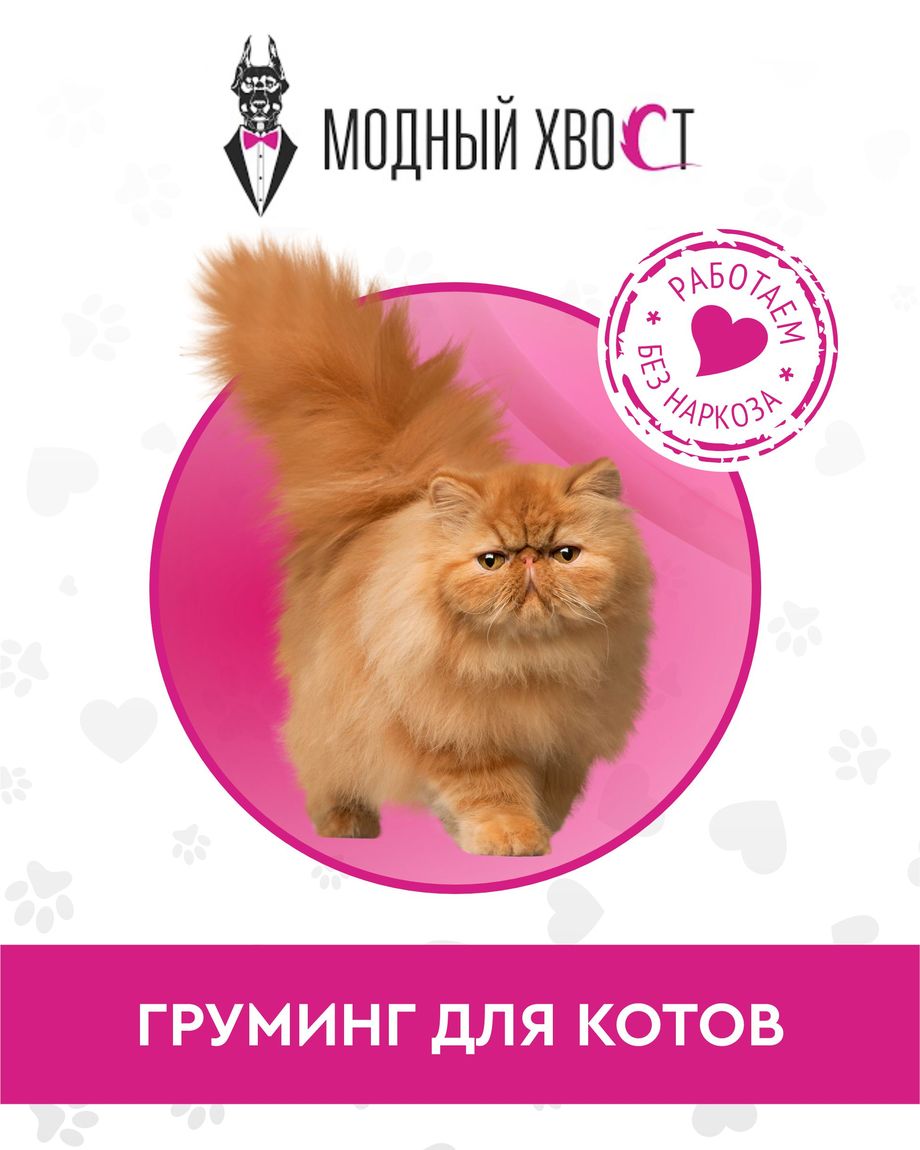 Модный Хвост