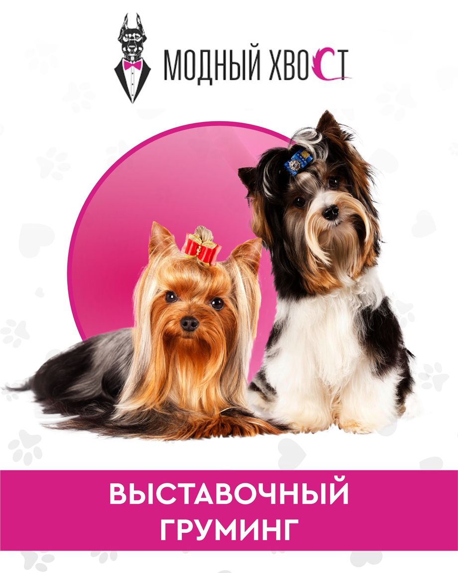 Модный Хвост