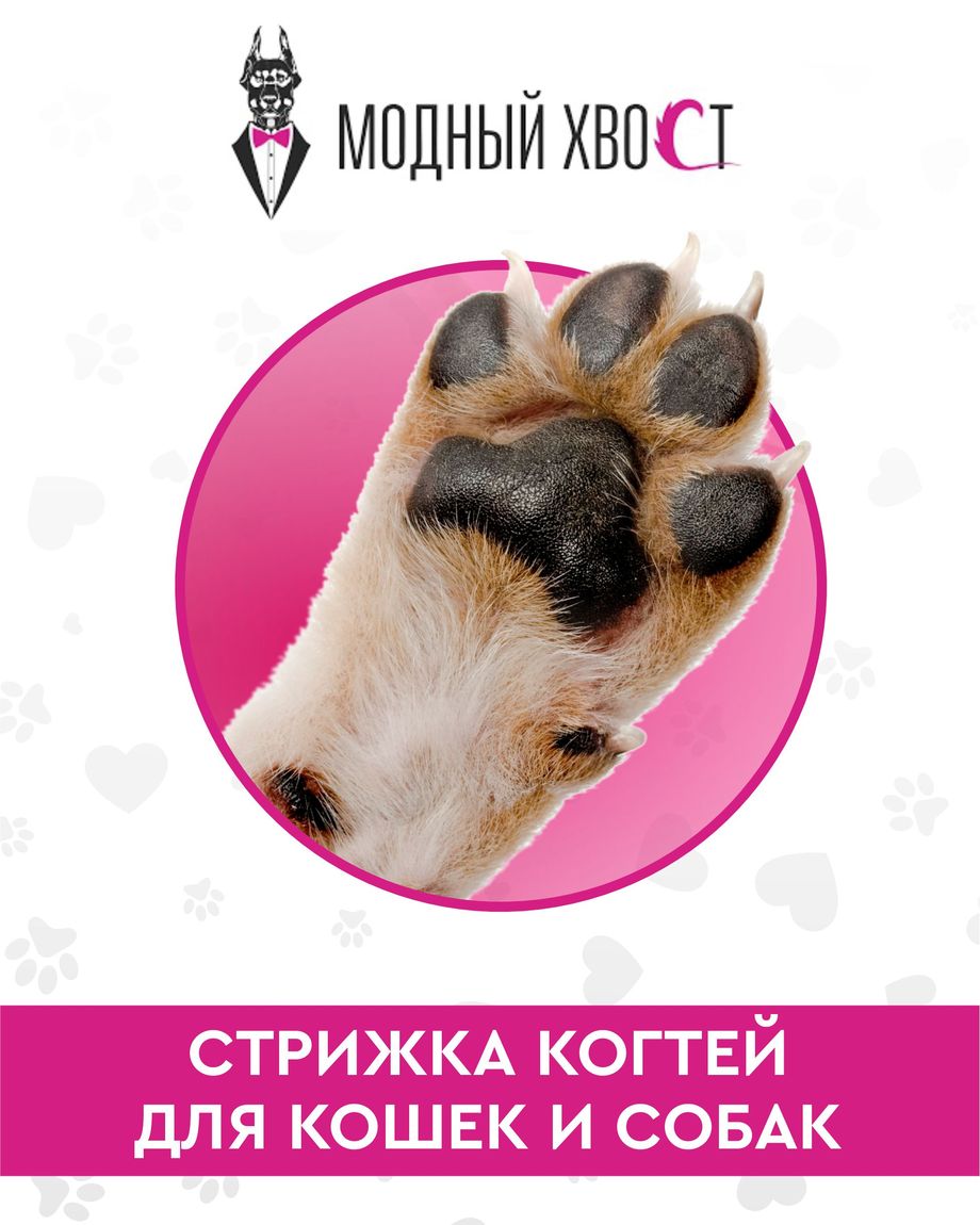 Модный Хвост