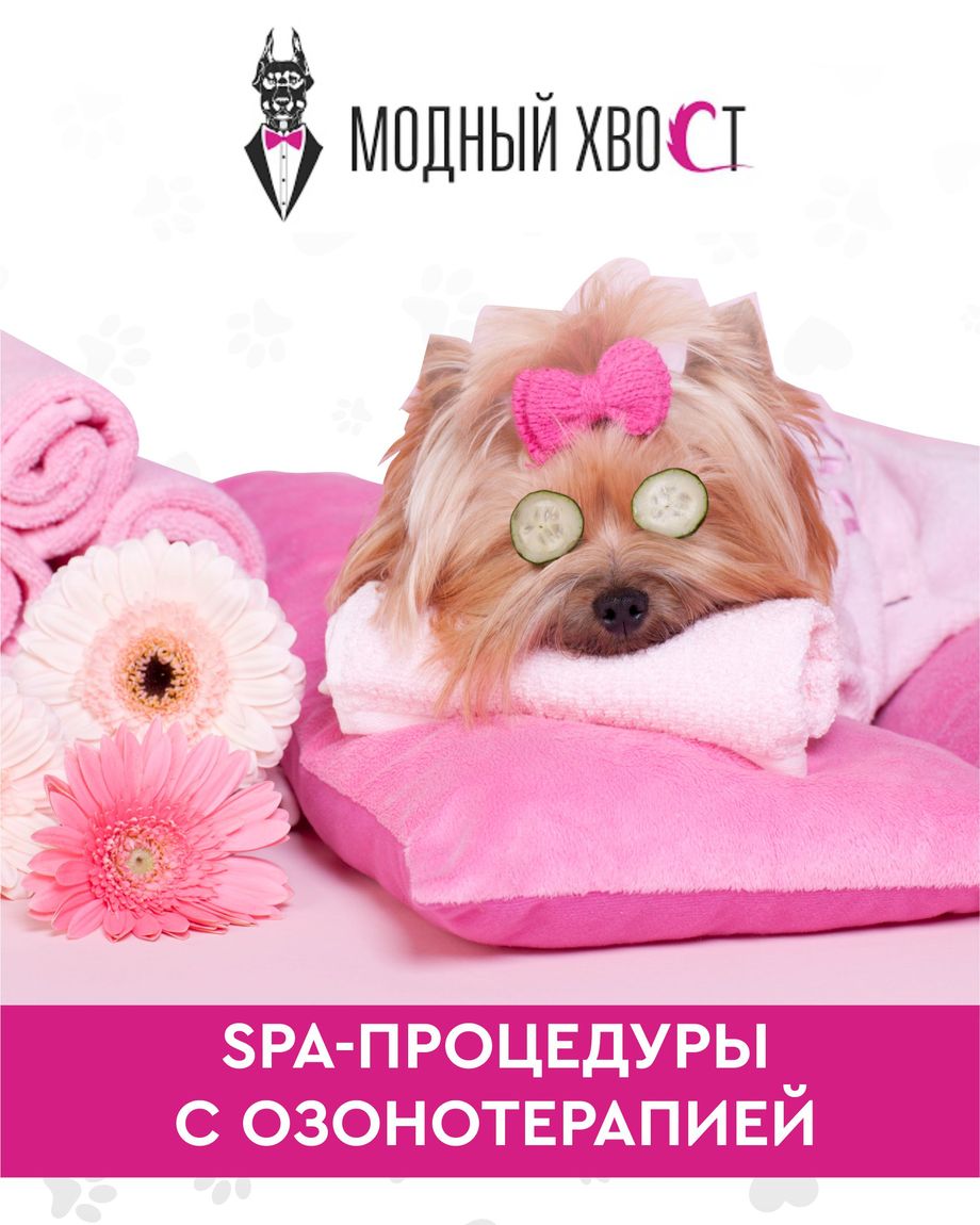 Модный Хвост