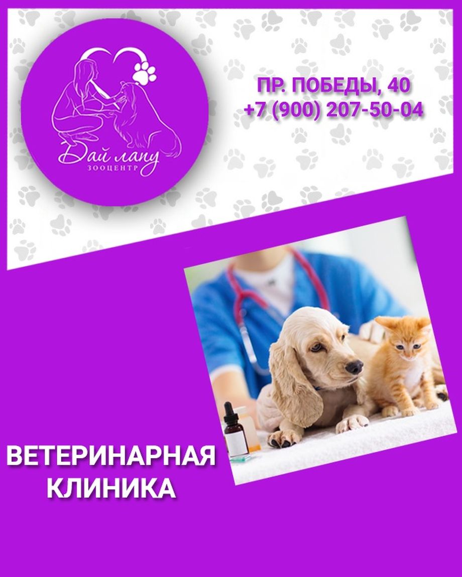 Дай лапу