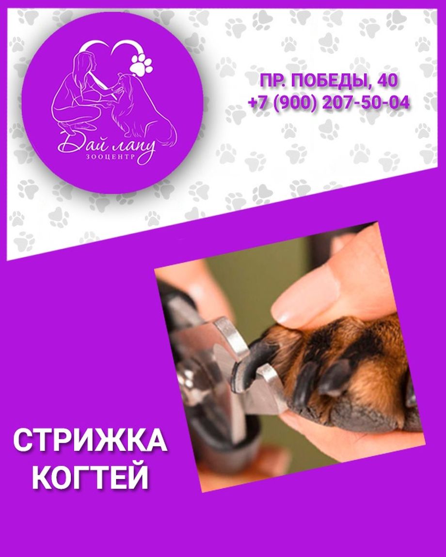 Дай лапу