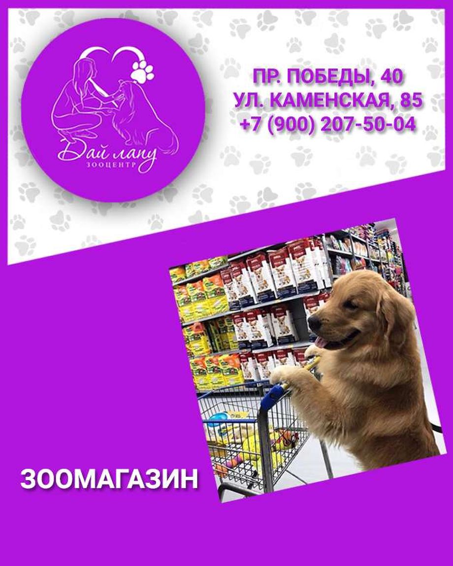 Дай лапу