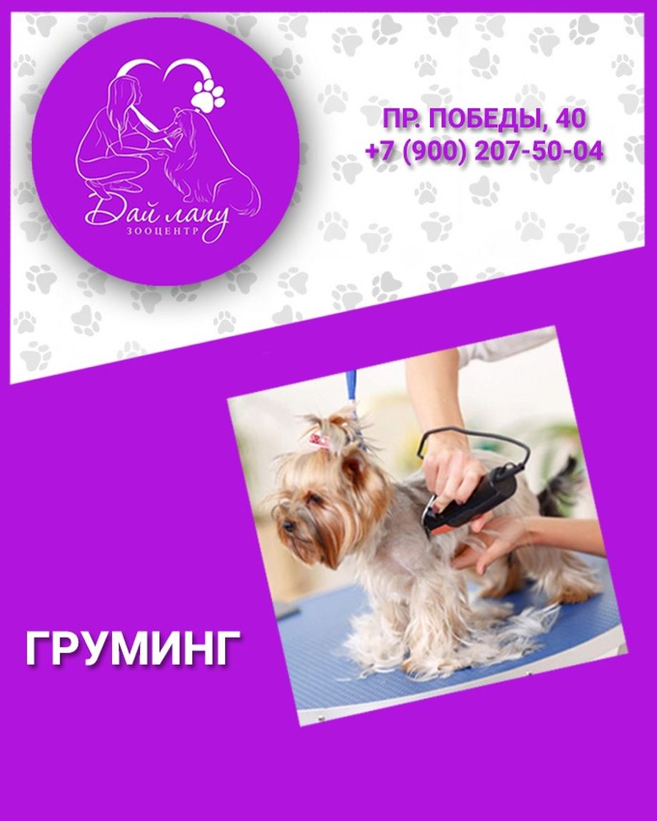 Дай лапу