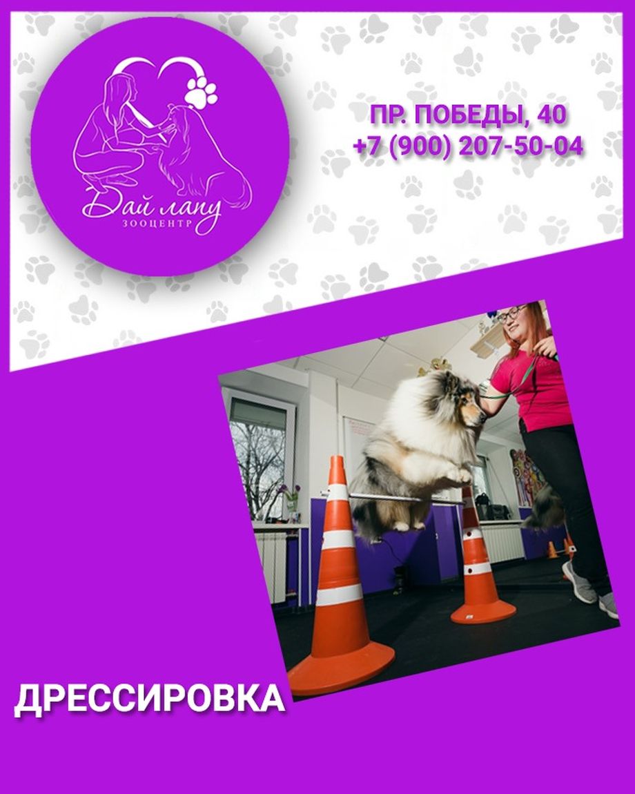 Дай лапу