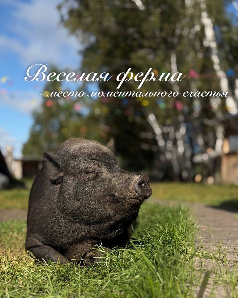 Веселая ферма