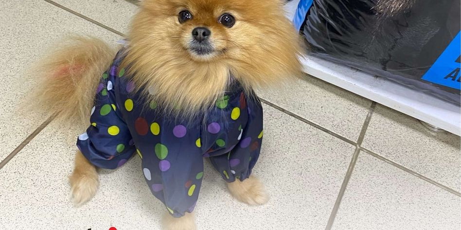 Zoki