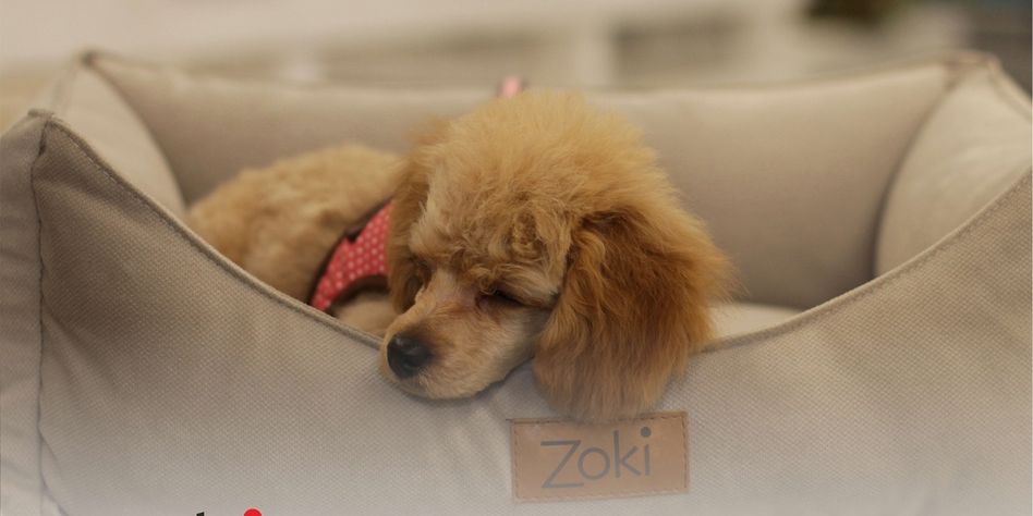 Zoki