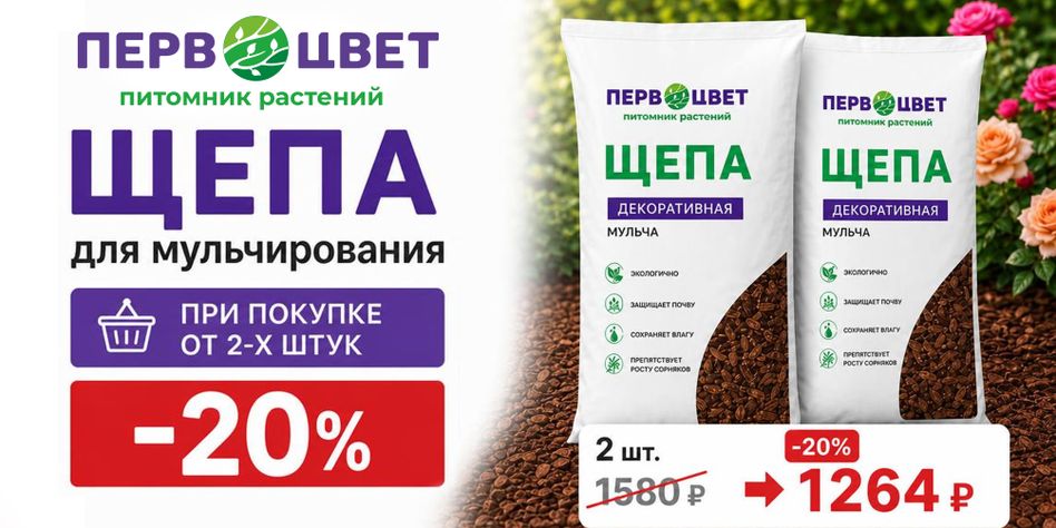 Первоцвет