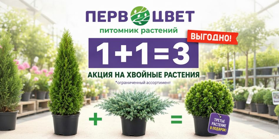 Первоцвет