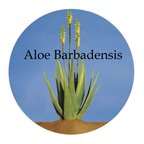 Aloe Barbadensis