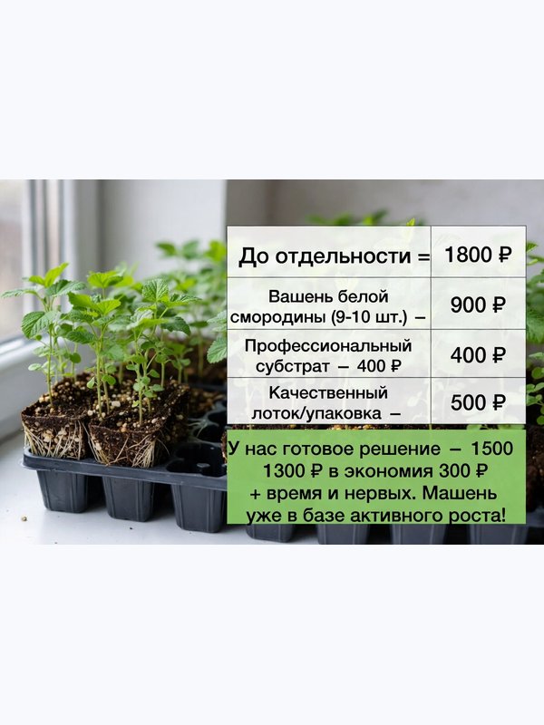 Саженцы белой смородины. Заказ от 1000 р.