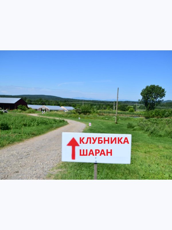 💰 Требуются сборщики клубники! Зарабатывайте от 2000₽ в день . Свежий воздух, дружная команда, ежедневная оплата. Ферма «Клубника Шаран», д. Старочикеево.