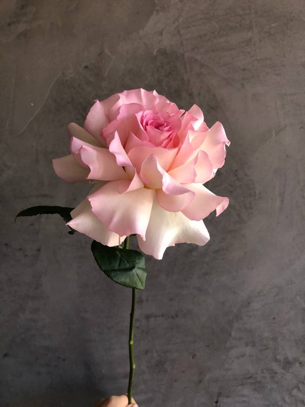 WOW 💕ФРАНЦУЗСКАЯ РОЗА Мандала